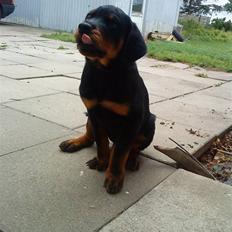 Rottweiler Rocco
