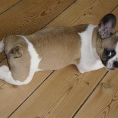 Fransk bulldog Monrad