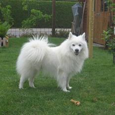 Japansk spids Wonder