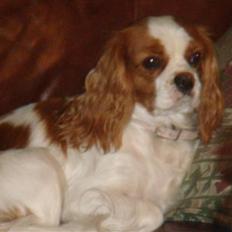 Cavalier king charles spaniel Emma