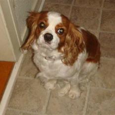 Cavalier king charles spaniel Emma