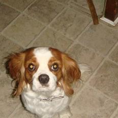 Cavalier king charles spaniel Emma