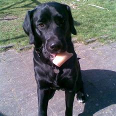 Labrador retriever dex