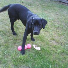 Labrador retriever dex