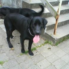 Labrador retriever dex