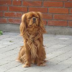 Cavalier king charles spaniel Anton
