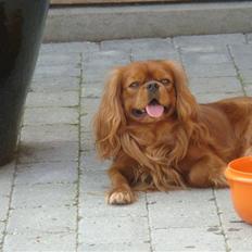 Cavalier king charles spaniel Anton