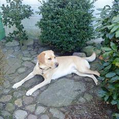 Labrador retriever Zantos