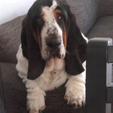 Basset hound Holger