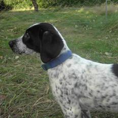 Blanding af racer Tiesto