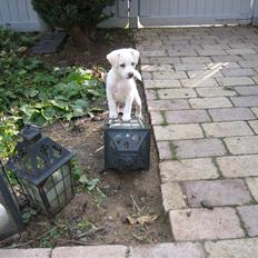 Blanding af racer Lærke