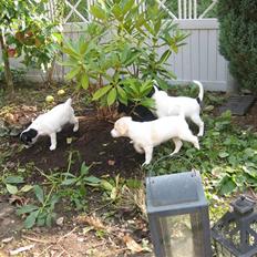 Blanding af racer Lærke