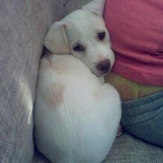 Blanding af racer Lærke