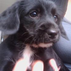 Blanding af racer tuttie