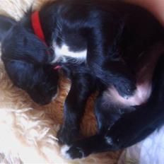 Blanding af racer tuttie