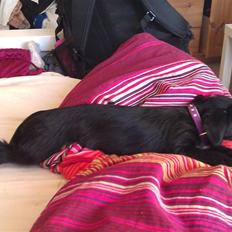 Blanding af racer tuttie