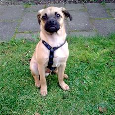 Blanding af racer Boris