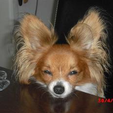 Papillon Daisy AKA Krybet