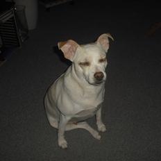 Dansk svensk gaardhund Trine AKA Fedesen