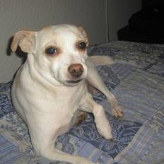 Dansk svensk gaardhund Trine AKA Fedesen