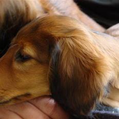 Gravhund Hylleholts Jannie - Luna