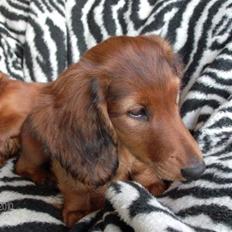 Gravhund Hylleholts Jannie - Luna