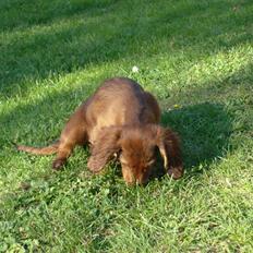 Gravhund Hylleholts Jannie - Luna