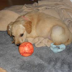 Golden retriever Ratata