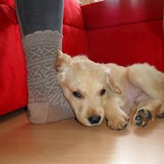 Golden retriever Ratata