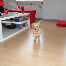 Golden retriever Ratata