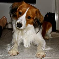 Kooikerhondje | Hector, Dansk Champion.