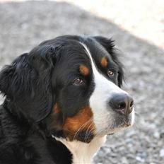 Berner sennenhund Shila