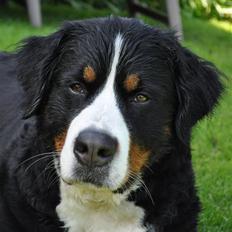 Berner sennenhund Shila