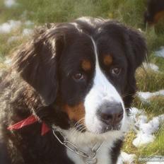 Berner sennenhund Shila