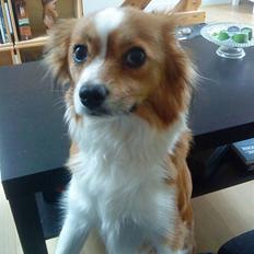 Blanding af racer Mille