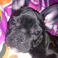 Fransk bulldog Geluna Von Hempel Klinton