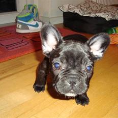 Fransk bulldog Geluna Von Hempel Klinton