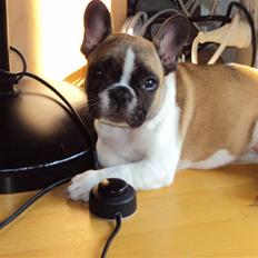 Fransk bulldog Trunte