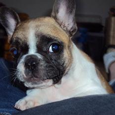 Fransk bulldog Trunte