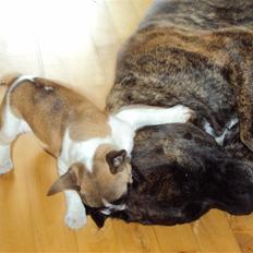 Fransk bulldog Trunte