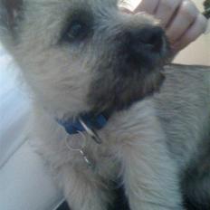 Cairn terrier Mika