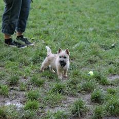 Cairn terrier Mika