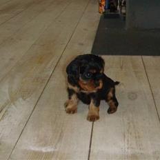 Cavalier king charles spaniel Fraja