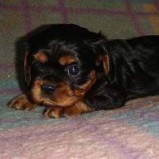 Cavalier king charles spaniel Fraja