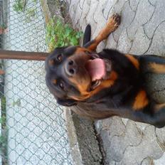 Rottweiler Heitah`s Naomi