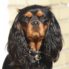 Cavalier king charles spaniel Cavalier Vittrups Fanny "Malou"