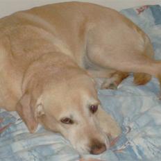 Labrador retriever Formel 1 | Zenta