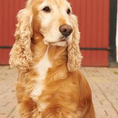 Cocker spaniel Janus