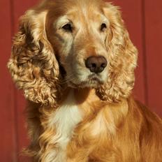 Cocker spaniel Janus