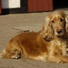 Cocker spaniel Janus